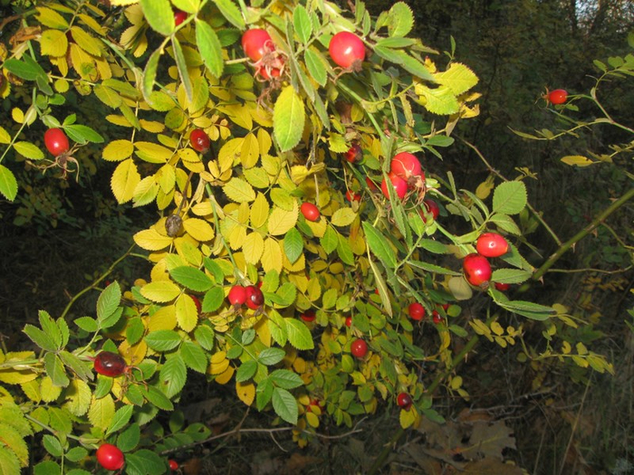 road 062 (700x525, 507Kb)