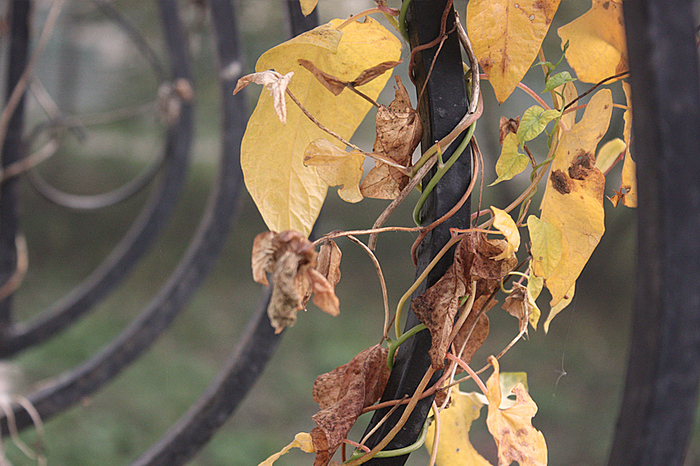 4052195_IMG_3984 (700x466, 442Kb)