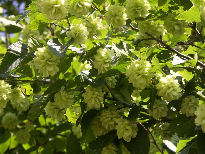 4555414_ostrya_carpinifolia (700x525, 176Kb)