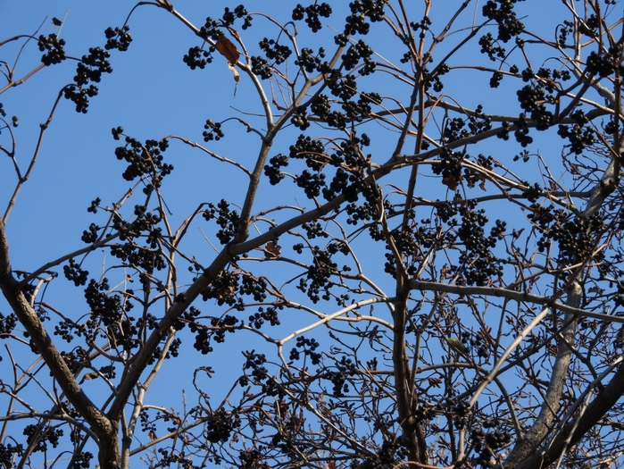 5559494_DSCN9939 (700x525, 392Kb)