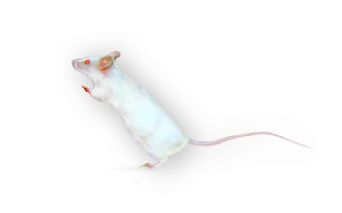 White pet mouse W (700x437, 46Kb)