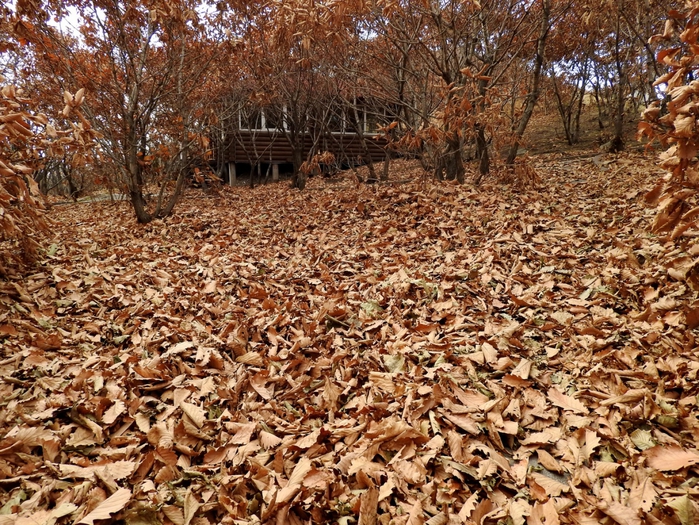 5559494_DSCN0249 (700x525, 429Kb)