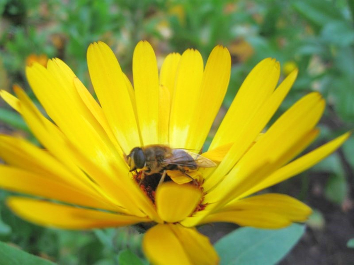 calendula (700x525, 309Kb)