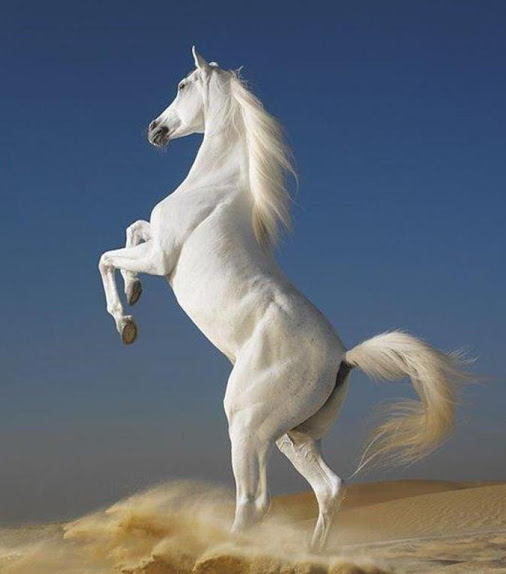 5152557_BeautifulCuteWhiteColouredHorsePictures_Photos_Wallpapers8 (506x574, 40Kb)