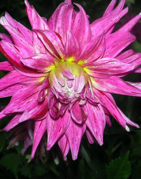dahlias1 (480x611, 50Kb)