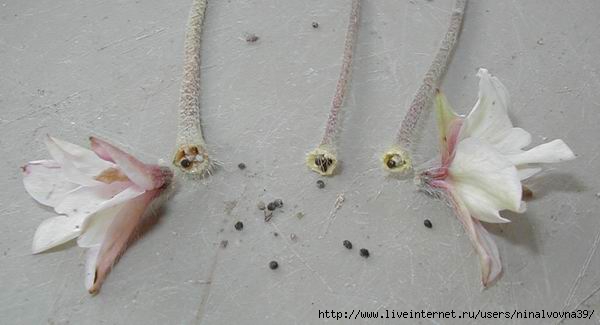 Rhodohypoxis seed heads (600x325, 73Kb)