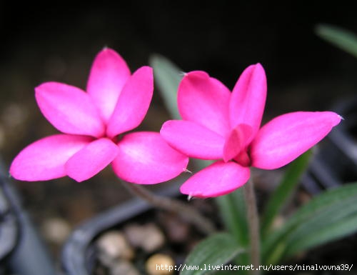 rhodohypoxis_tetra_pink (500x385, 74Kb)