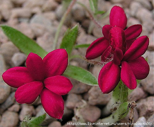 rhodohypoxis_great_scott2 (500x412, 122Kb)