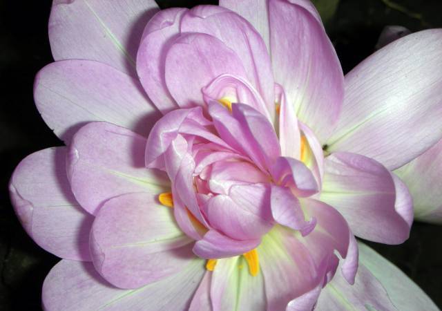 colchicum2 (640x450, 32Kb)