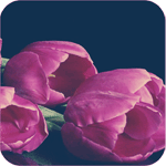 4451564_avatar_liru_150_na_150_lu4iik_16 (150x150, 12Kb)