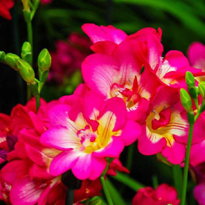 Freesia2-05 (700x700, 41Kb)