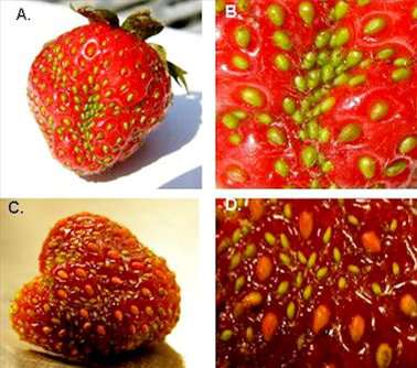 deformed_strawberries-plant-Lygus_16 (378x334, 57Kb)