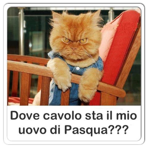       (480x480, 51Kb)