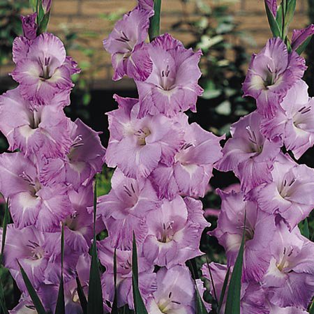 1271165843_gladioluss (450x450, 61Kb)