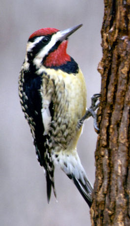 265px-Sphyrapicus_variusPCSL11319B (265x460, 27Kb)