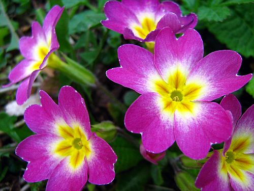 purple-primrose-primula-vulgaris (500x375, 40Kb)