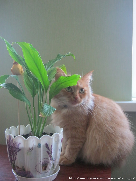 IMG_4572 (525x700, 169Kb)