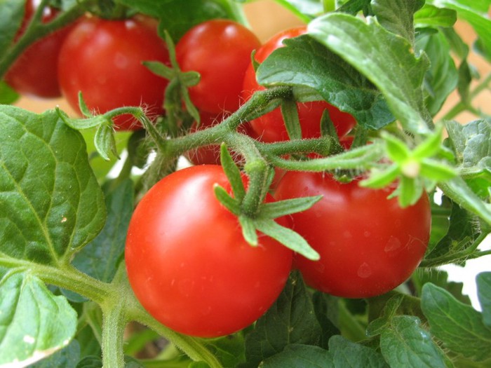 pomidory-ovoshhi-ili-yagody_1 (700x525, 90Kb)