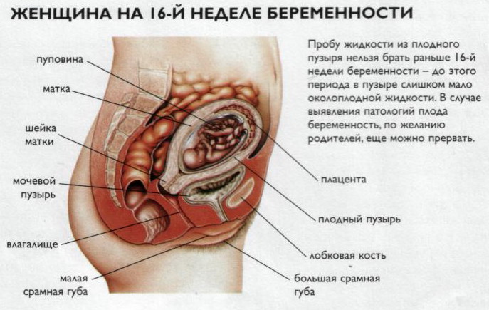 Календарь беременности