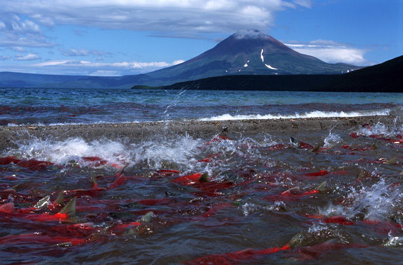 fly-fishing-kamchatka (565x372, 140Kb)