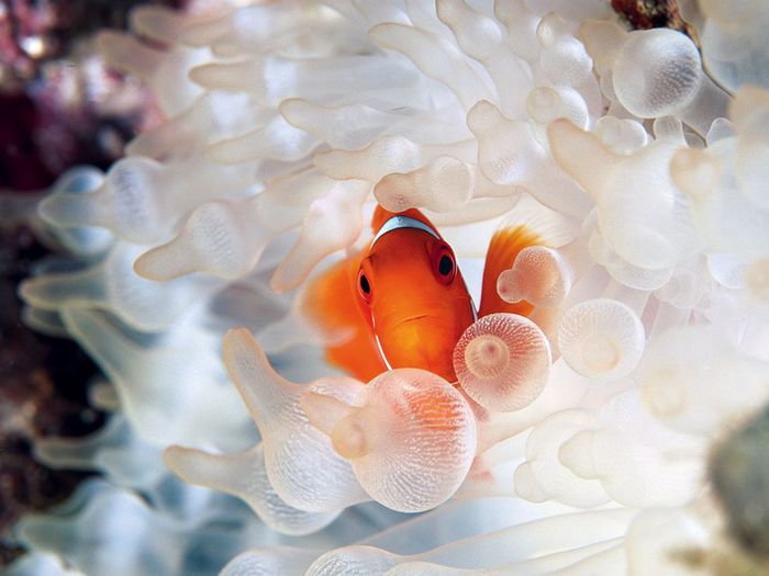 clownfish-bubble-tipped-anemone_18732_990x742 (700x525, 45Kb)