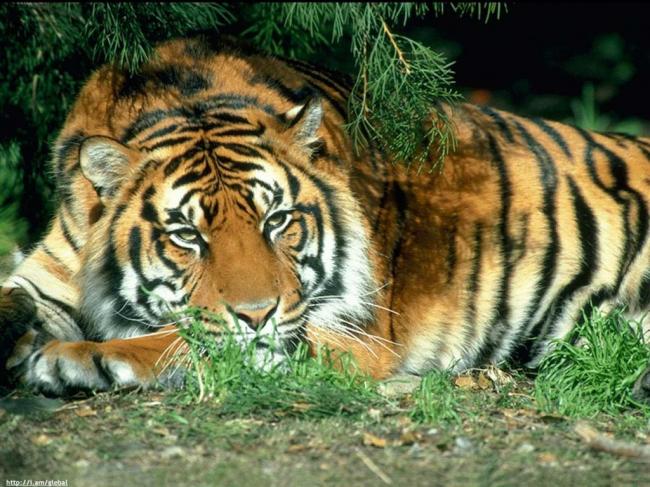tigras-2 (650x487, 71Kb)