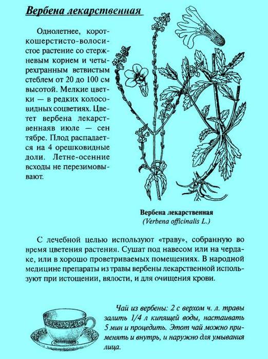 Трава вербены лекарственной. Растение Вербена лекарственная. Вербена лекарственная описание растения. Трава Вербена магические свойства. Вербена описание растения.