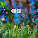 big_fotometki_image_defd7adc (130x130, 57Kb)