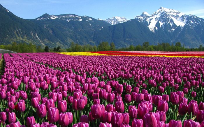 flower-fields-13_druclimb_nc_display (700x438, 92Kb)