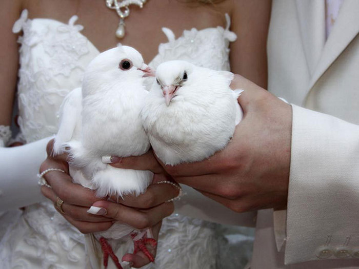 Запуск белоснежных голубей на свадьбу как символ любви и искренней преданности
