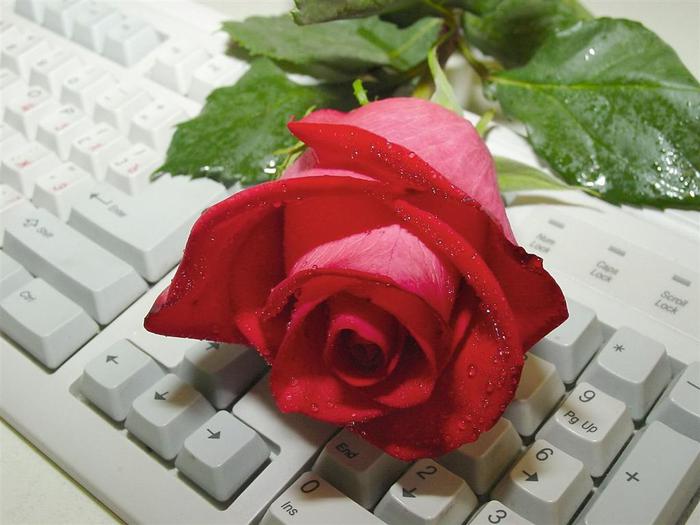 1365487165_77453256_72939159_Rose (700x525, 46Kb)