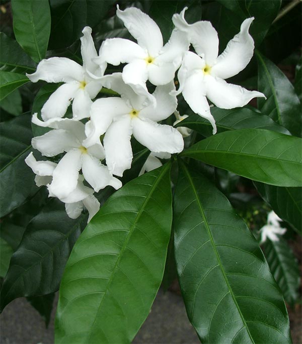 dipterocarpus-white-flower (600x685, 56Kb)