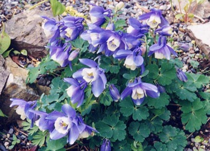 aquilegia (432x310, 43Kb)