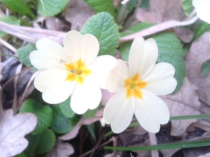 20130407_135045 (700x525, 122Kb)