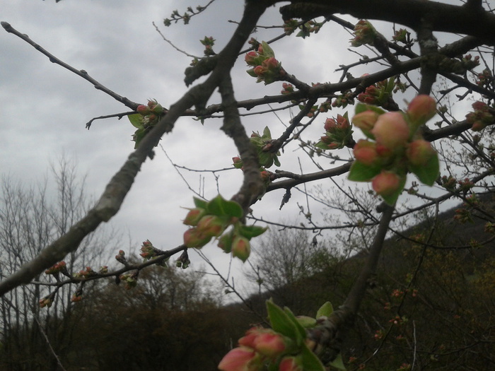 20130407_135439 (700x525, 142Kb)