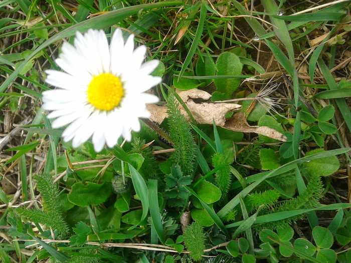 20130407_135208 (700x525, 233Kb)
