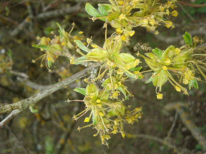 20130407_135559 (700x525, 160Kb)
