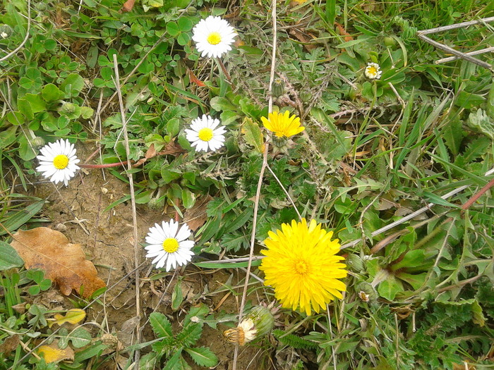 20130407_135222 (700x525, 220Kb)
