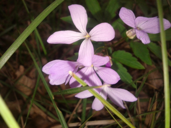 20130407_164456 (700x525, 118Kb)