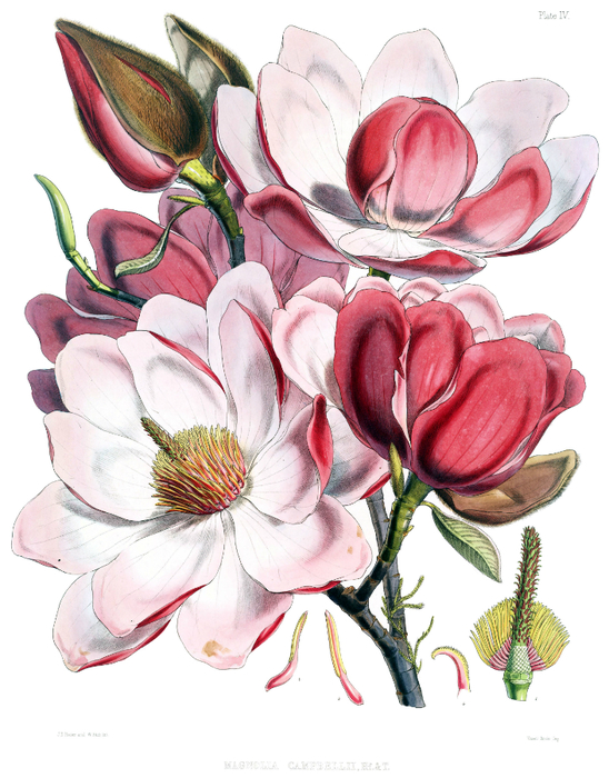 Magnolia_campbellii_flowers (548x700, 412Kb)