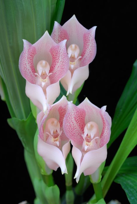 anguloauniflora_107 (469x700, 54Kb)