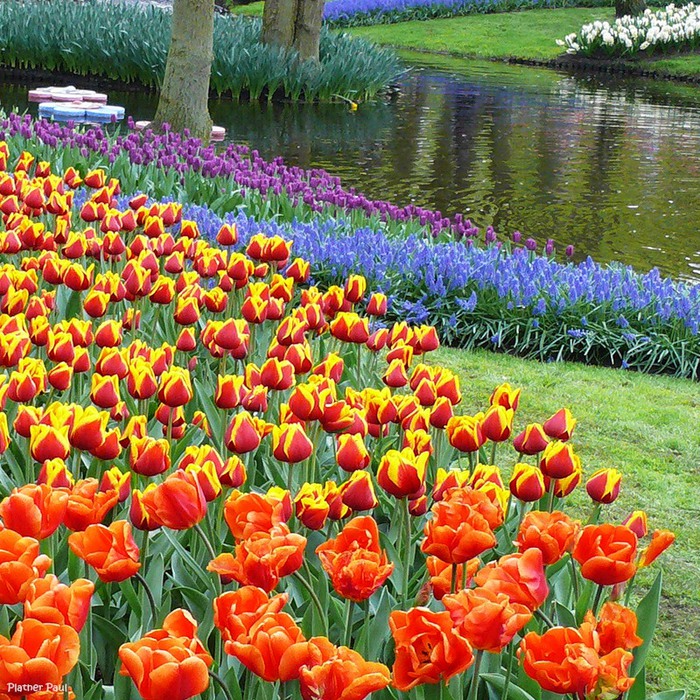 Голландские цветы фото
