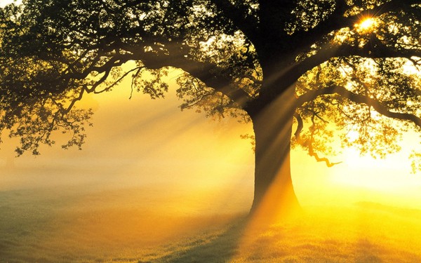 tree_and_the_sunrays-1280x800[1] (600x375, 81Kb)