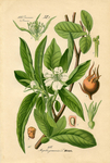  Botanical-Printable-GraphicsFairy22sm (472x700, 396Kb)