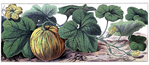  pumpkin botanical vintage graphicsfairysm (700x305, 351Kb)