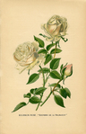  Vintage-White-Roses-Printable-GraphicsFairysm (449x700, 318Kb)