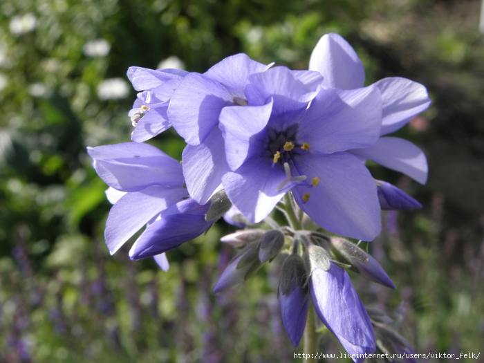 4737833_2010_09_10_249 (700x525, 258Kb)