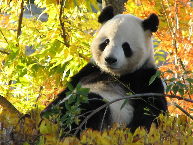 5152557_GiantPandarelaxingonabeautifulfallday (634x476, 137Kb)