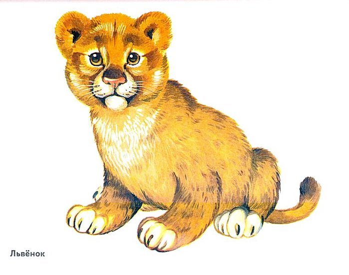 Картинки диких животных для детей цветные красивые