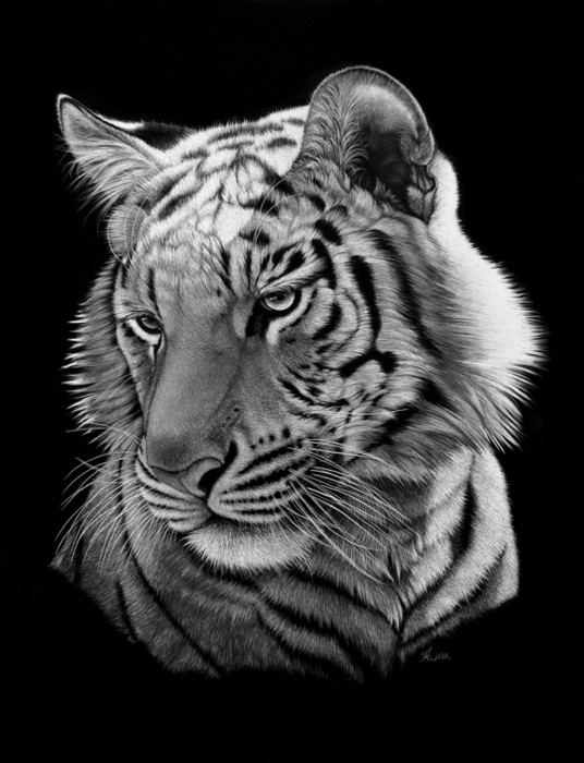 TigerLookingDown72dpi (536x700, 156Kb)